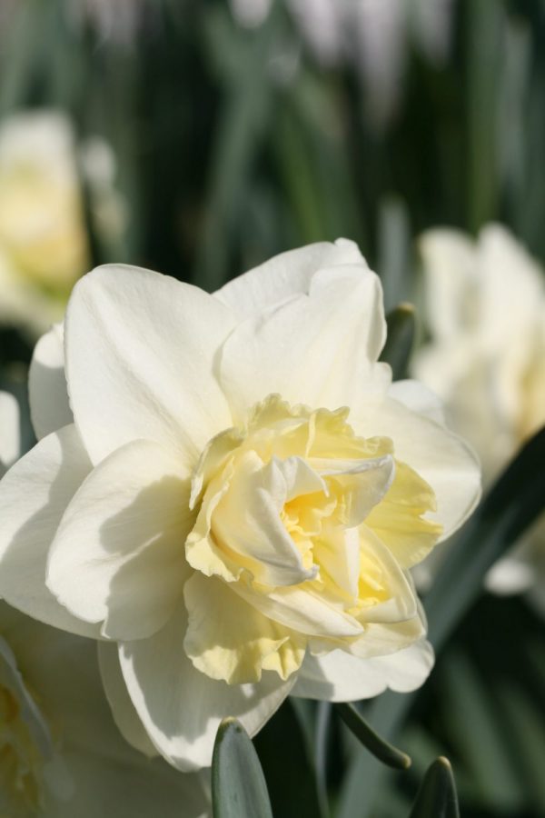 Narcissus 'Easter Born'