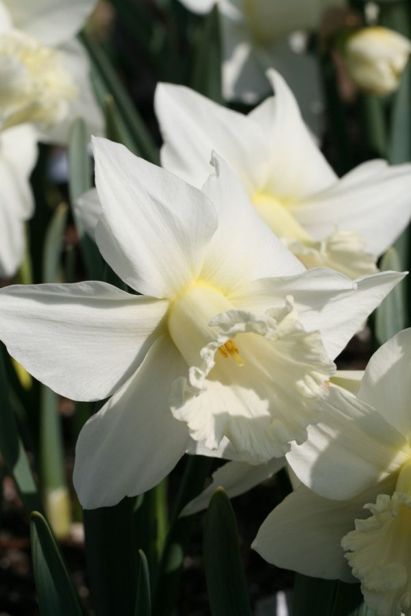 Narcissus 'White Ideal'