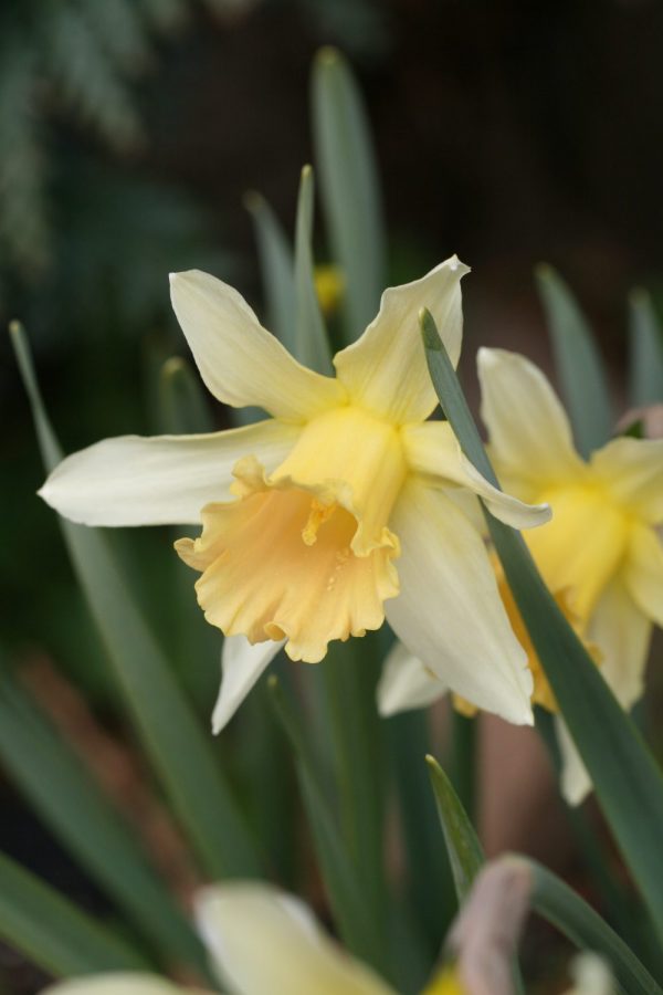 Narcissus 'Apricot'