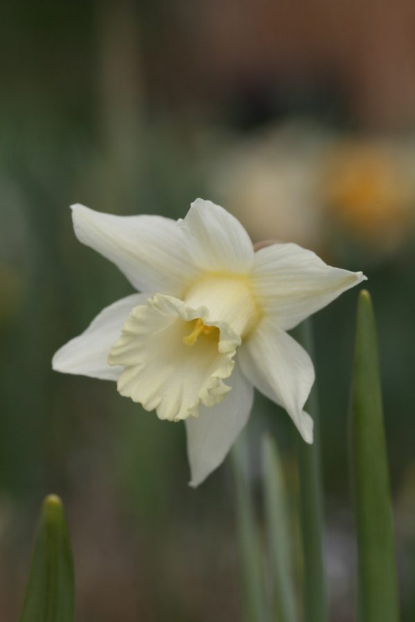 Narcissus 'Beersheba'
