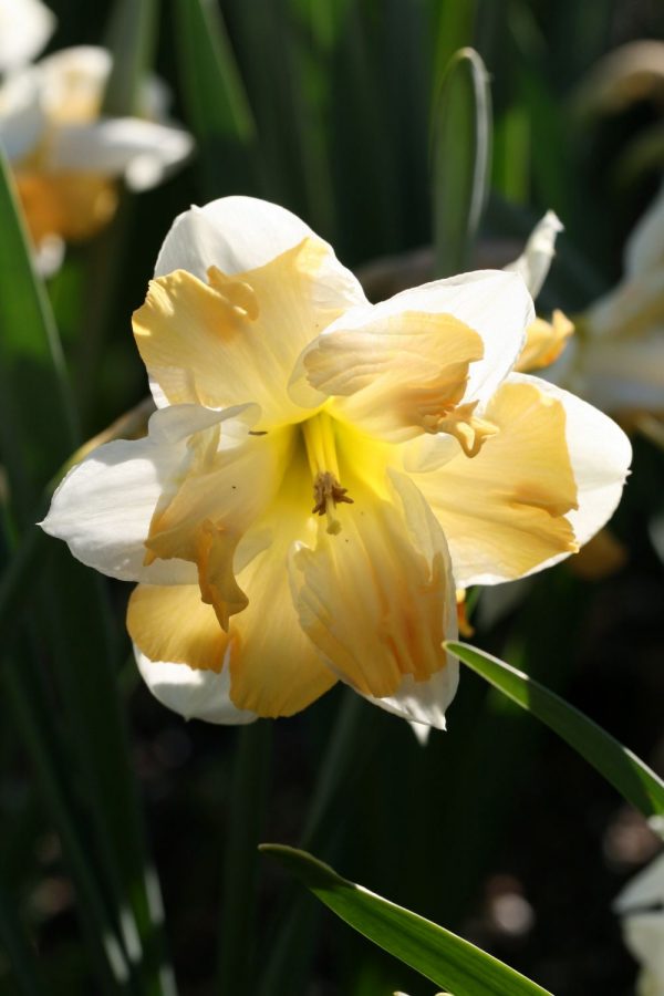 Narcissus 'Etincelante'