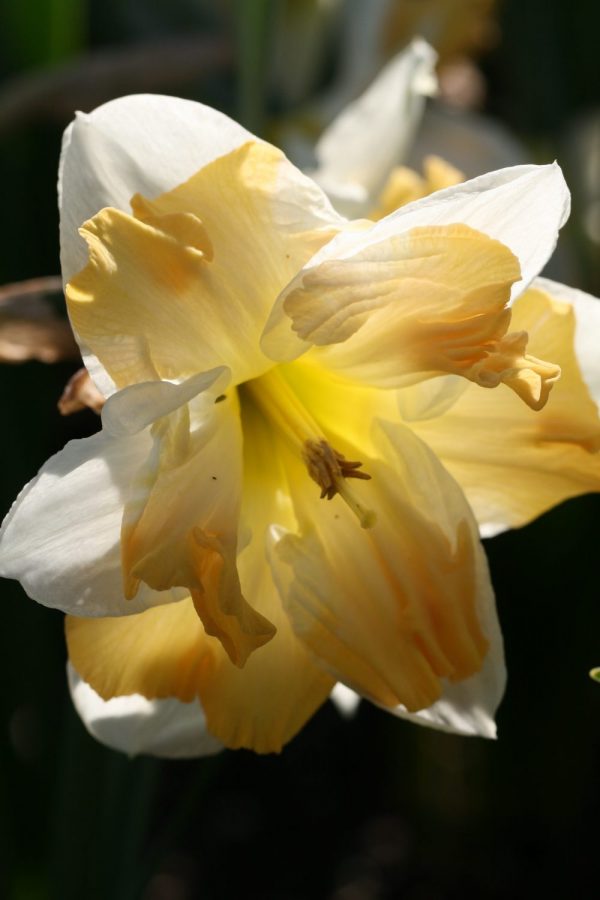 Narcissus 'Etincelante'