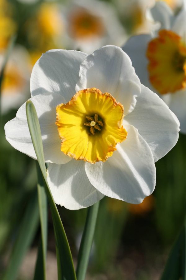 Narcissus 'Our Tempie'