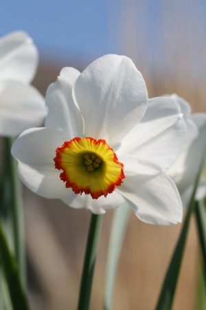 Narcissus 'Pantomime'