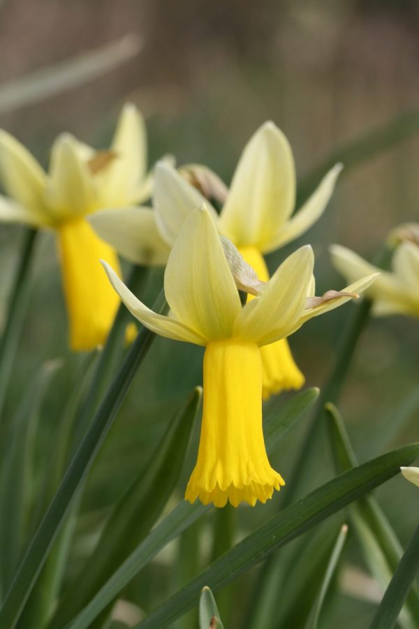 Narcissus 'Phalarope'