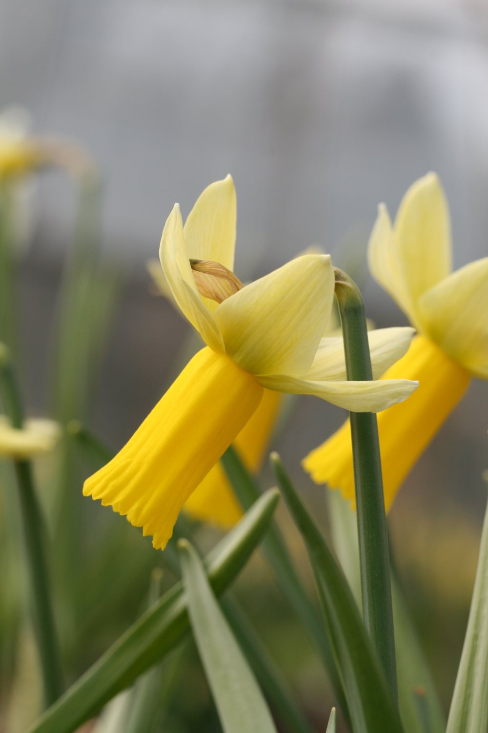 Narcissus 'Phalarope'