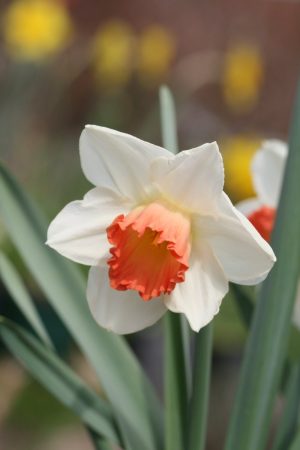 Narcissus 'Pink Charme'