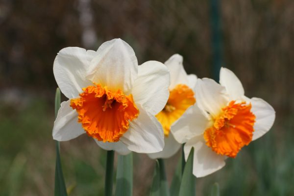 Narcissus 'Royal Orange'