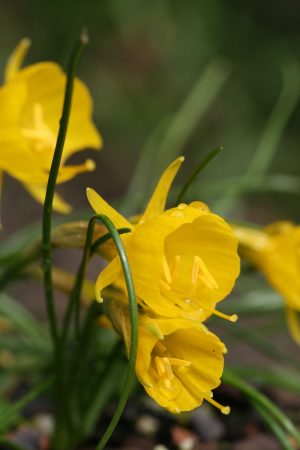 Narcissus bulbodicum subsp. nivalis