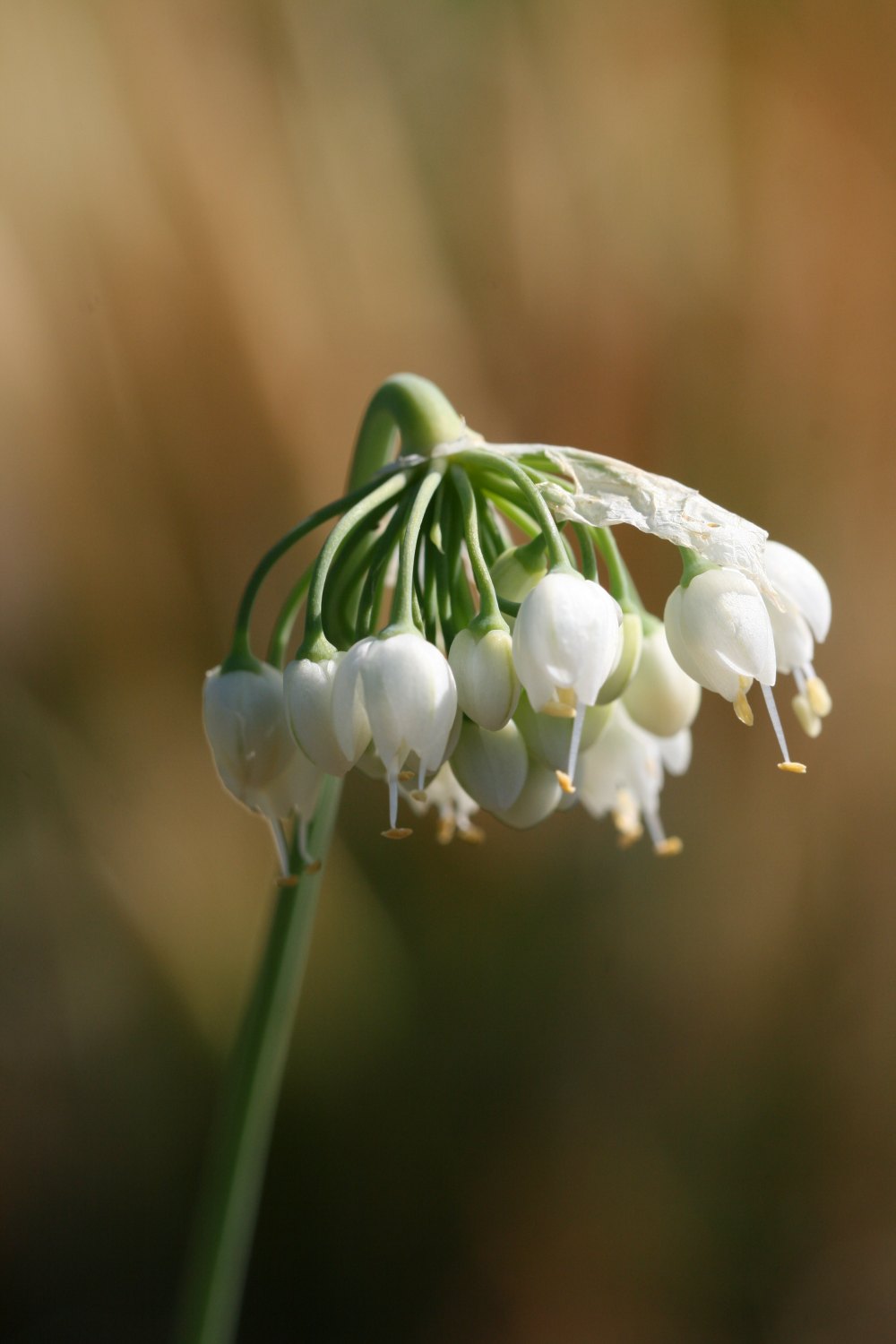 Allium cernuum 'White Master'