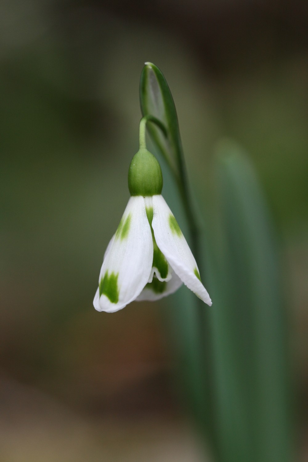 Galanthus ' Lucy '