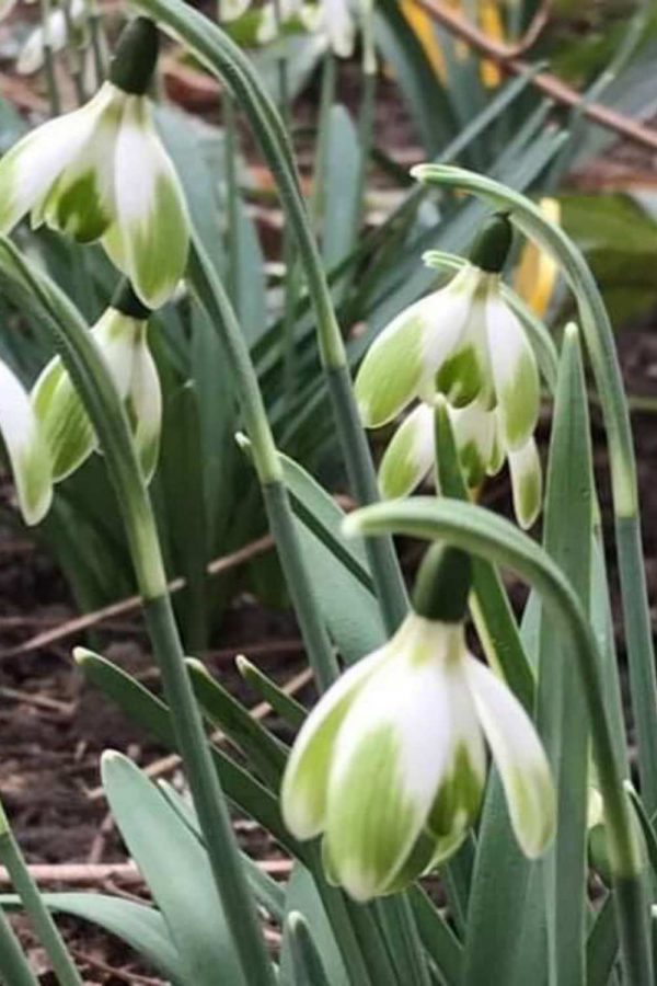 Galanthus 'Trudy Spotted'