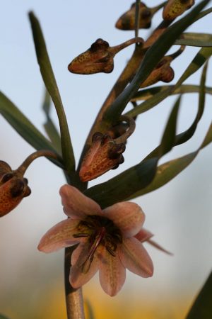 Fritillaria gibbosa