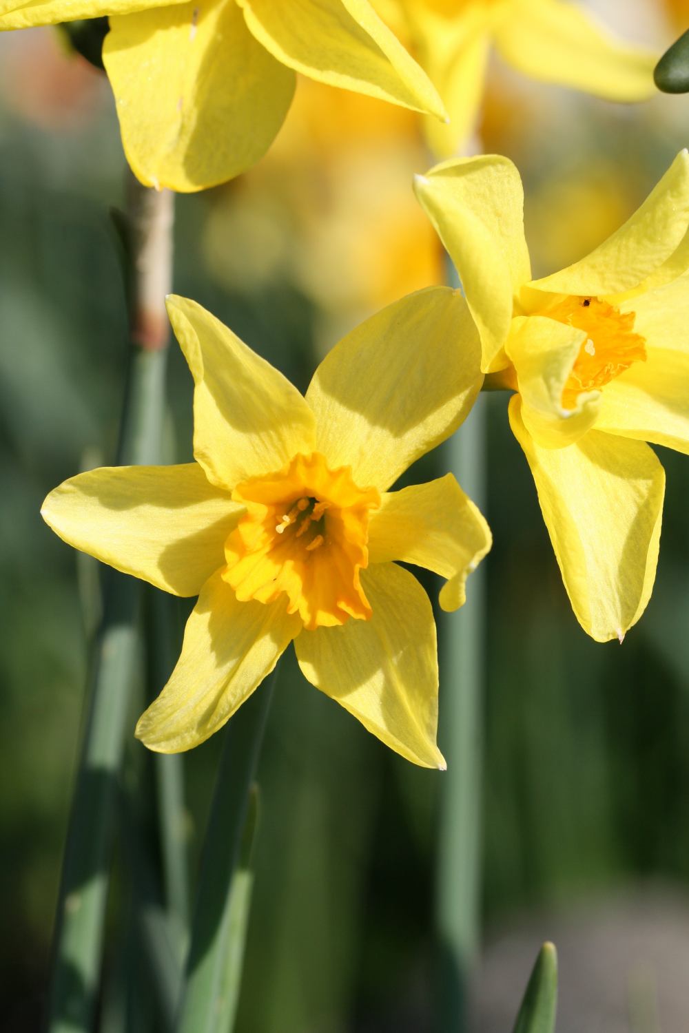 Narcissus 'Whipcord'