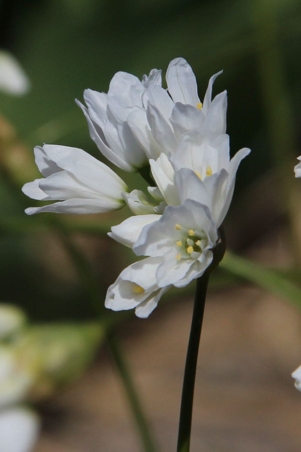 Allium zebdanense