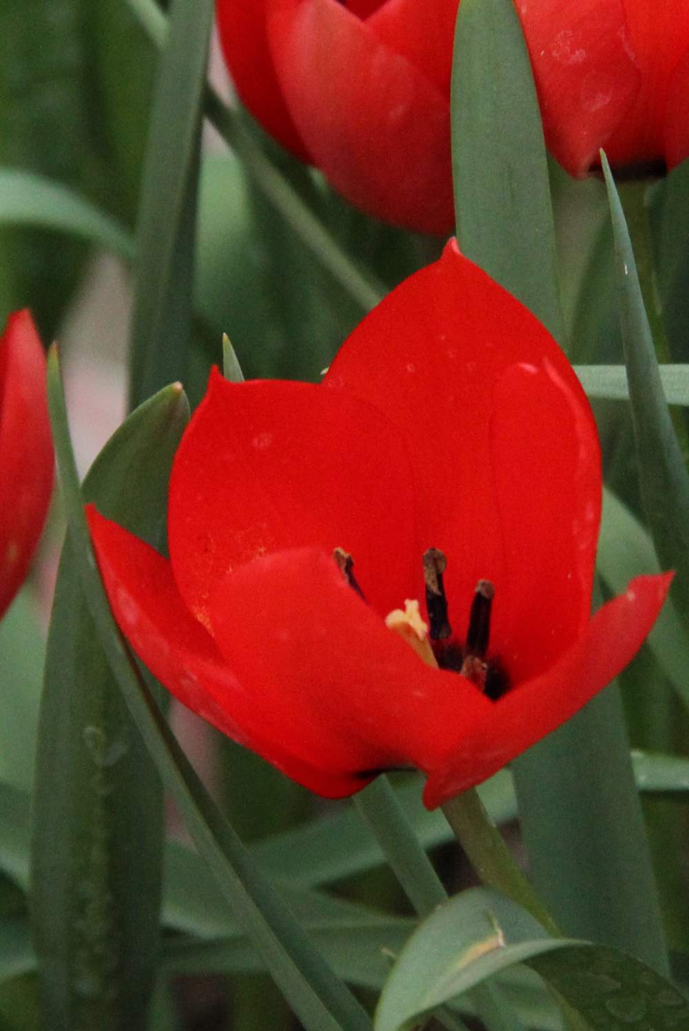 Tulipa batalinii 'Red Hunter'