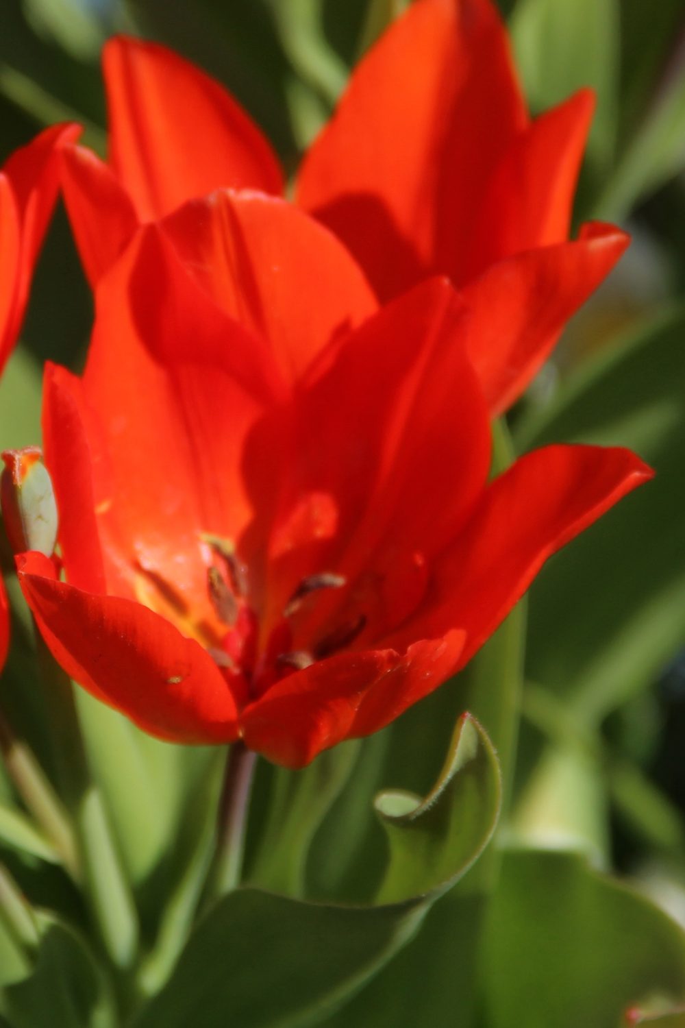 Tulipa praestans 'Fusilier'
