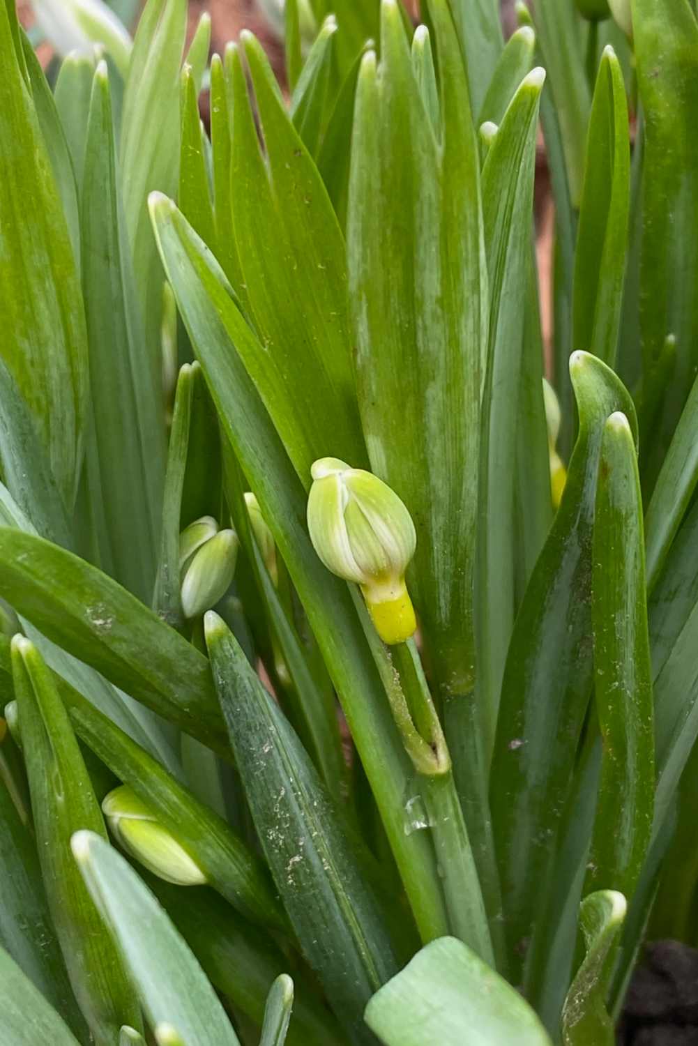 Galanthus nivalis 'Lime Star'