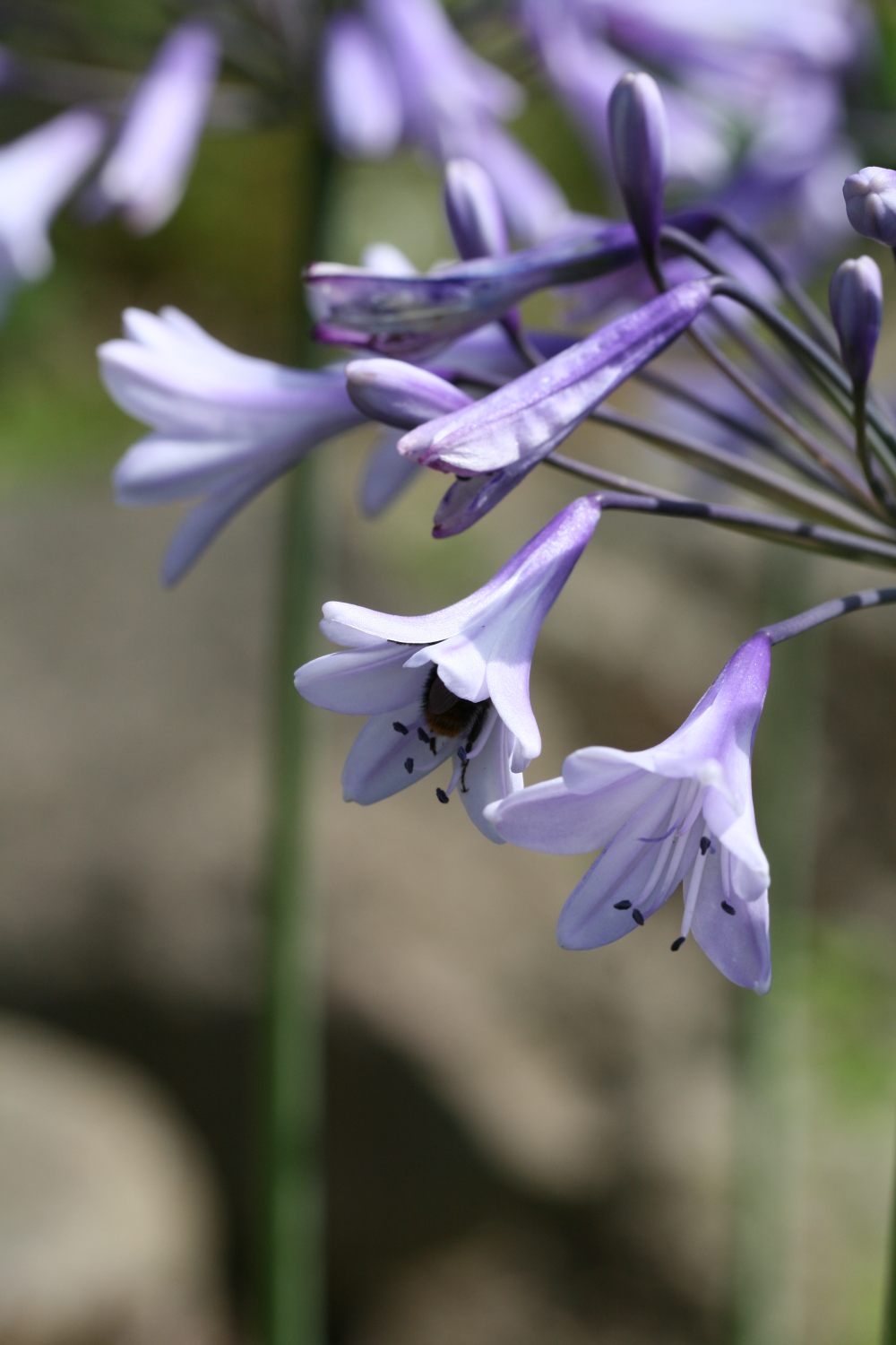 Agapanthus 'Liam's Lilac'