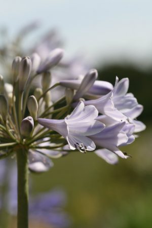 Agapanthus 'Lilac Flash'