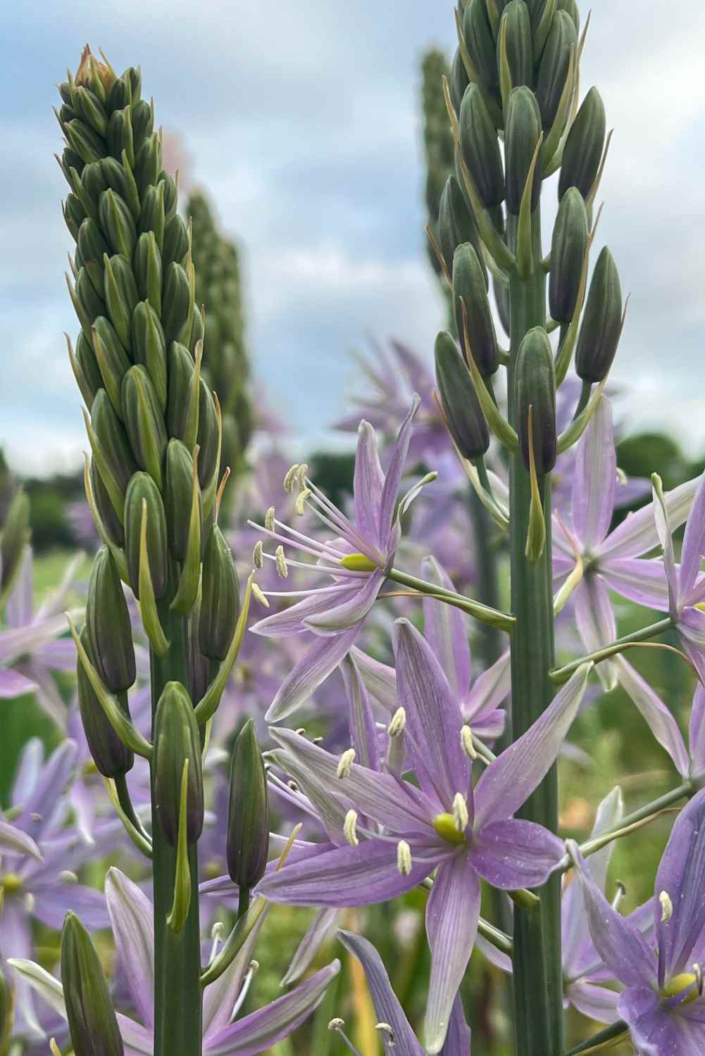 Camassia ' Violet Candle '