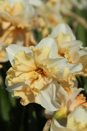 Narcissus 'Cassanova'