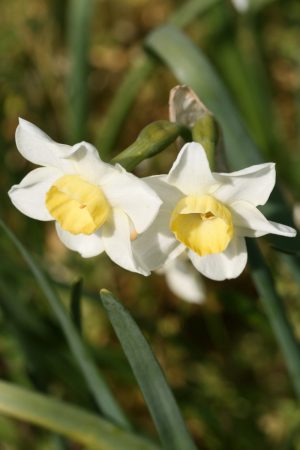 Narcissus 'Crevette'