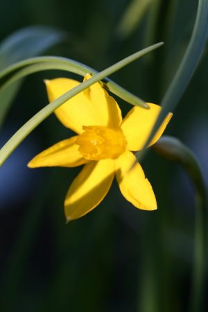 Narcissus 'Orange Queen'