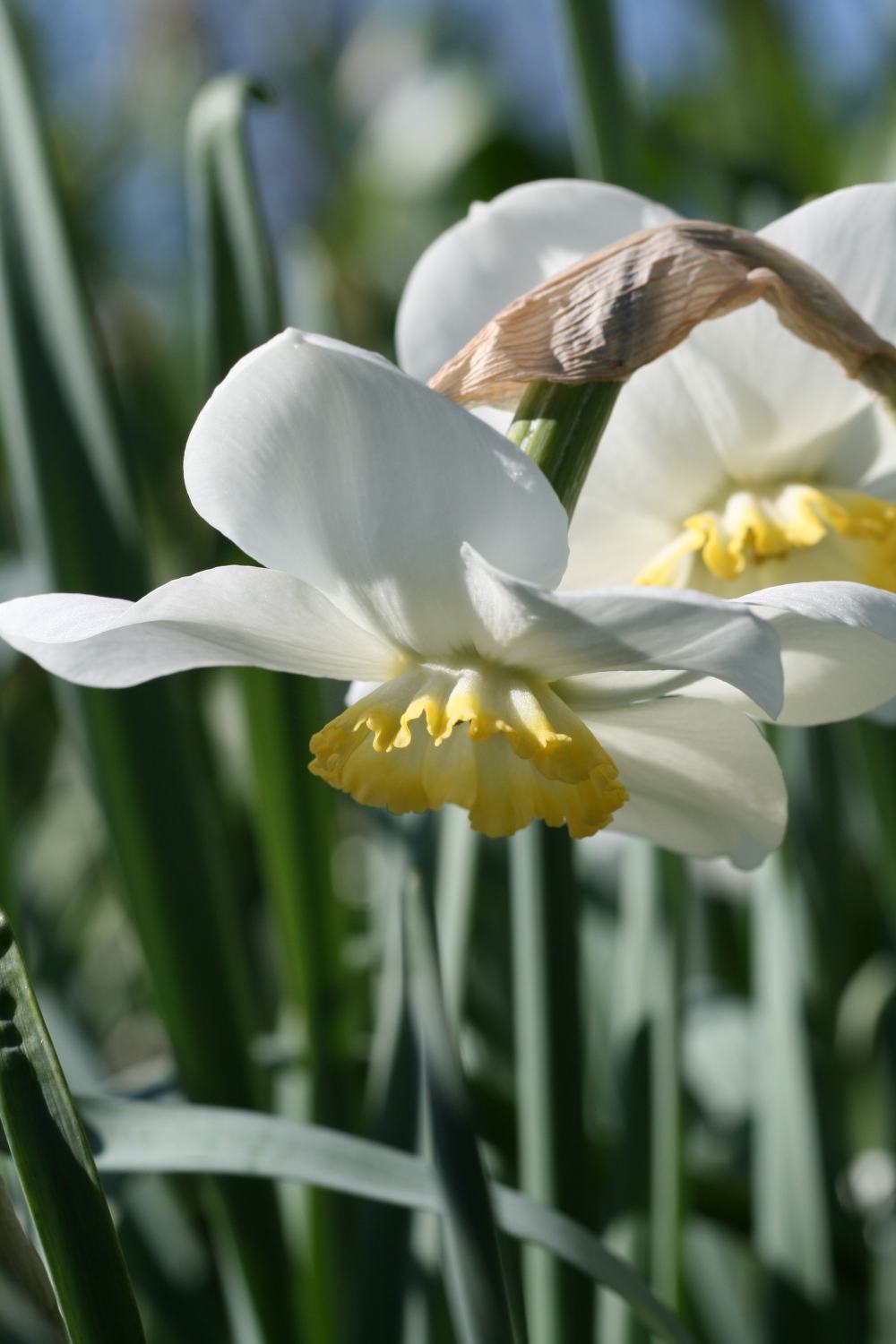 Narcissus 'Park Springs'