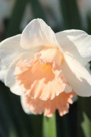 Narcissus 'PinkParasol