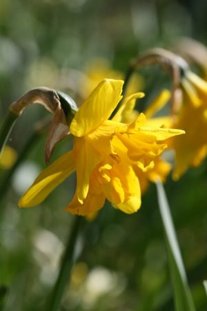 Narcissus 'Winter Starlet'