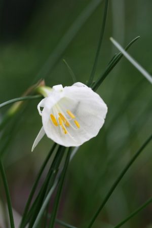 Narcissus cantabricus var. foliosus