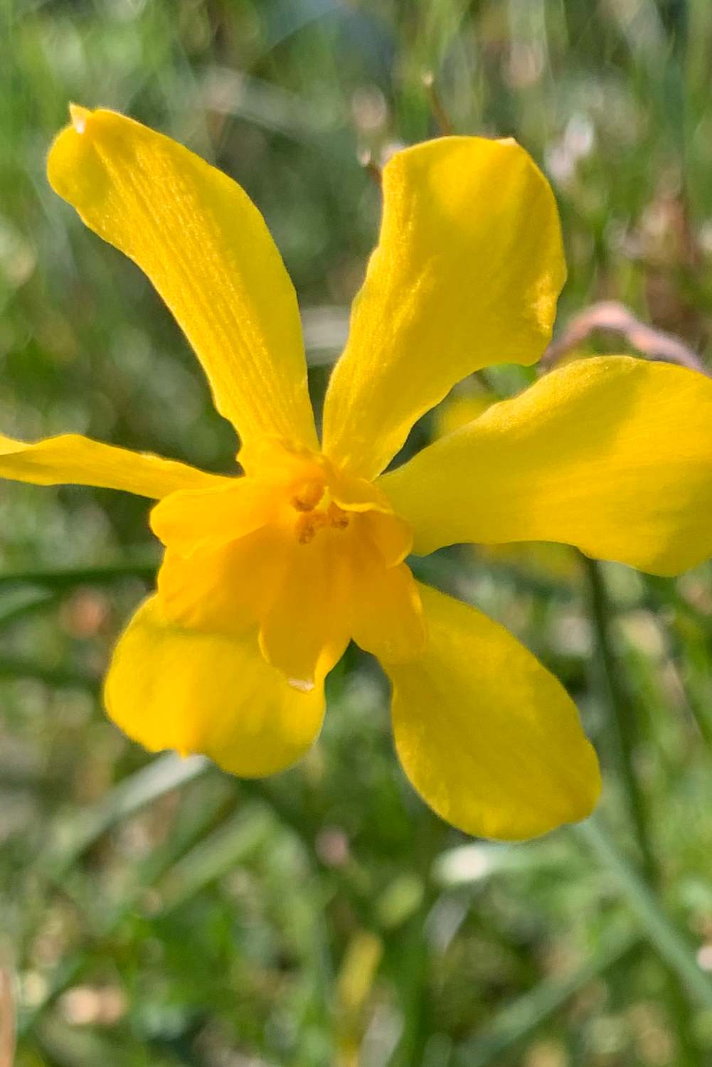Narcissus jonquilla ssp. cerrolazae