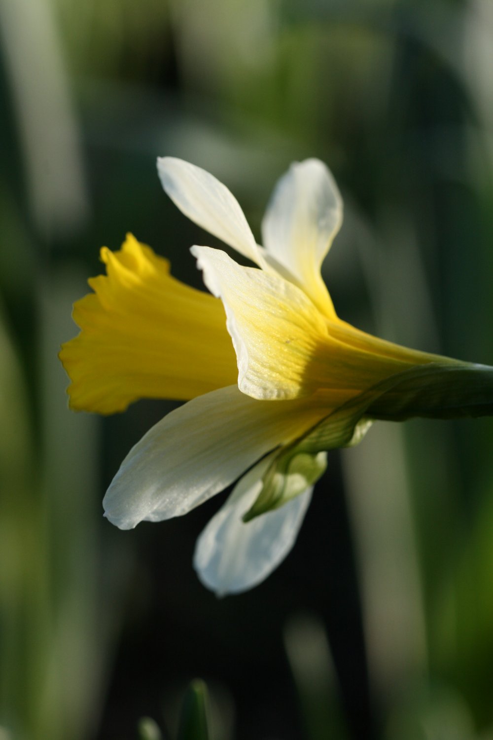 Narcissus leonensis
