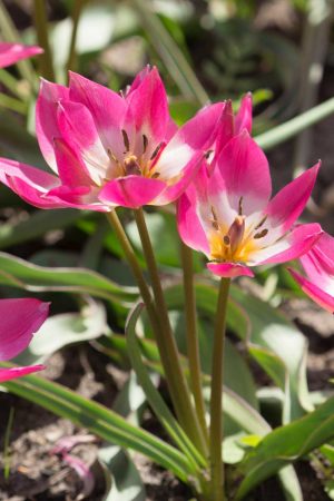 Tulipa 'Garden of Clusius'