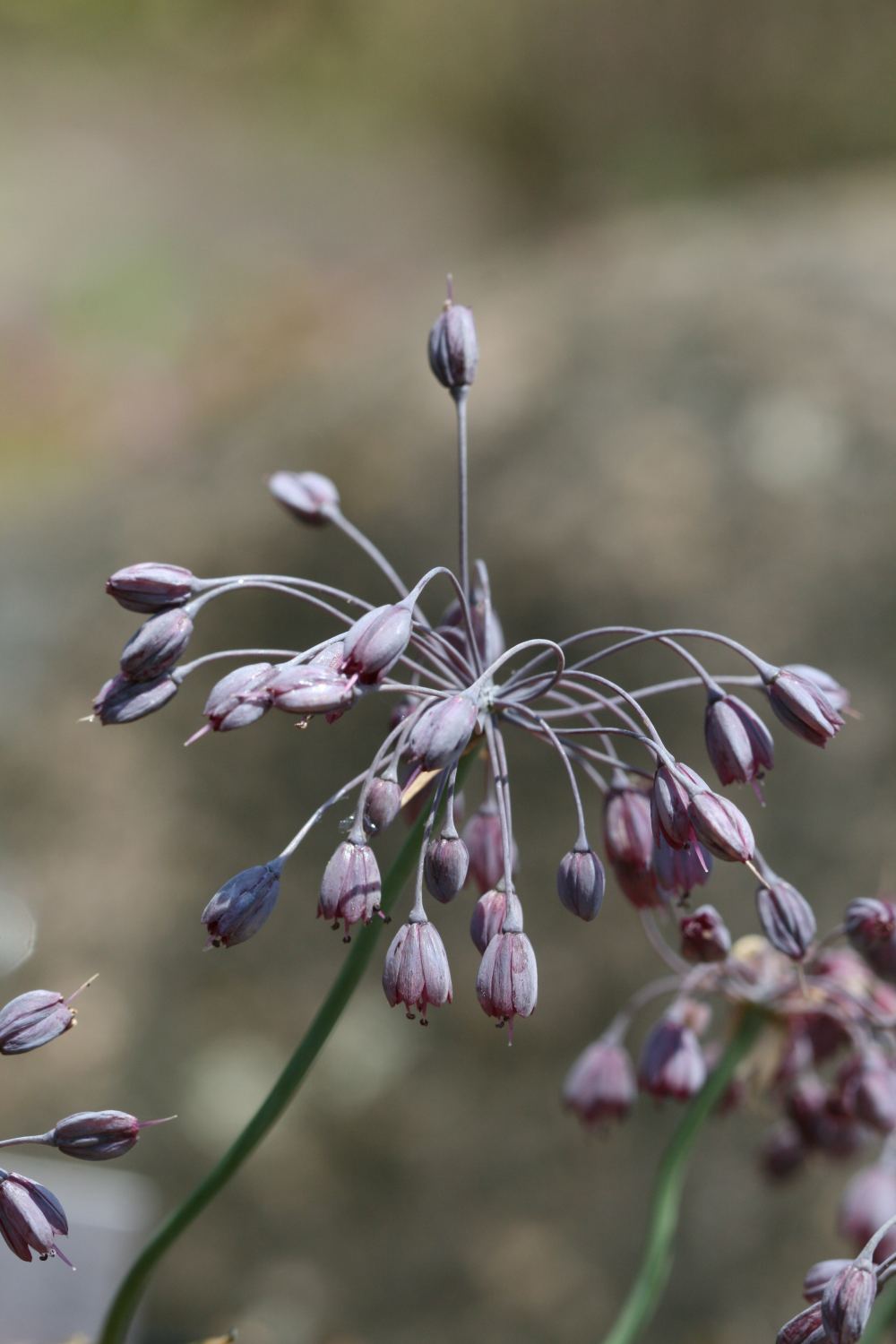 Allium sivasicum