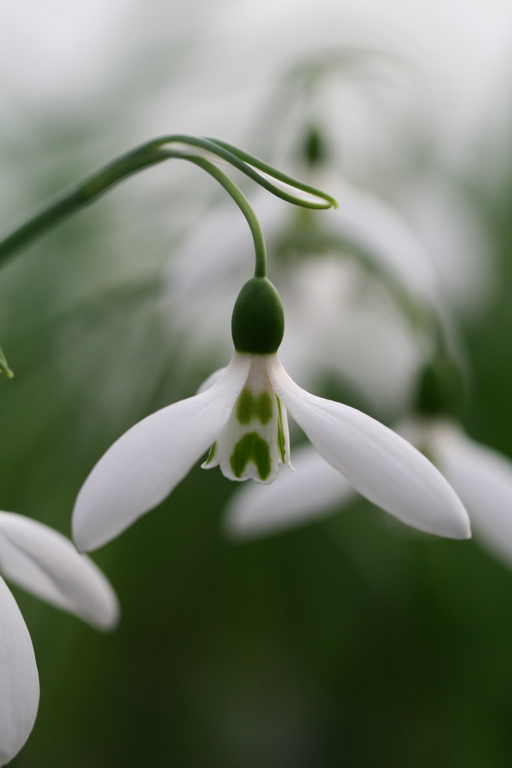 Galanthus 'Nutt's Early'