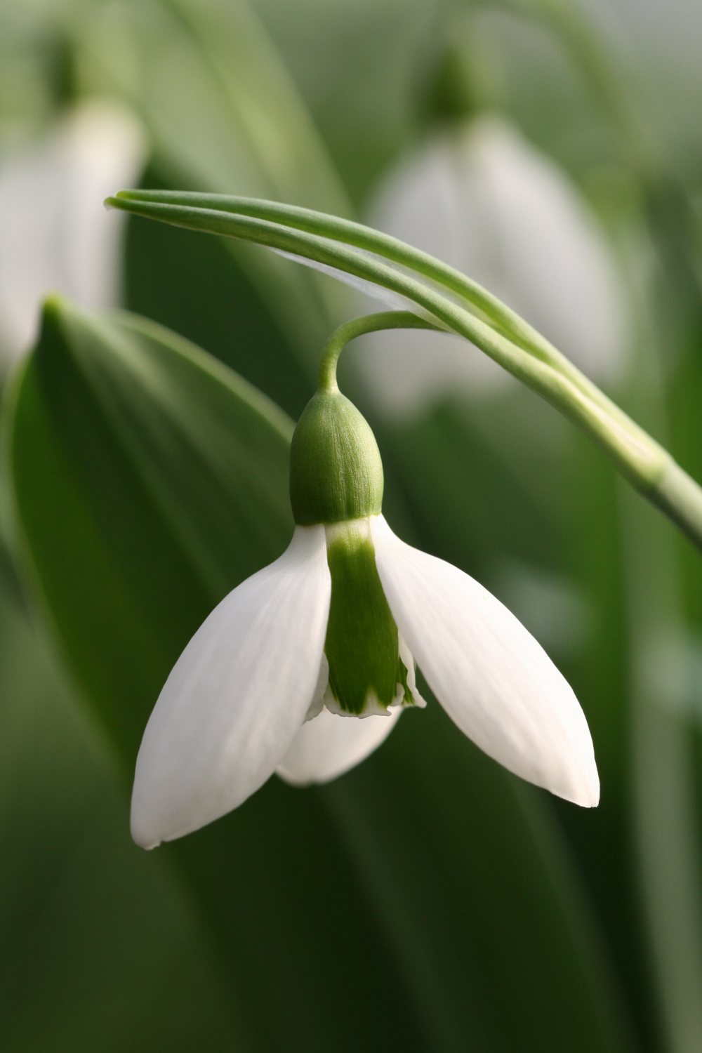 Galanthus 'Discovery'