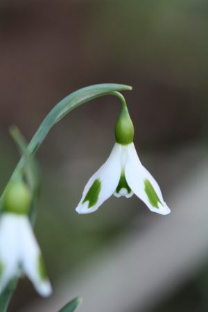 Galanthus 'Tilly '